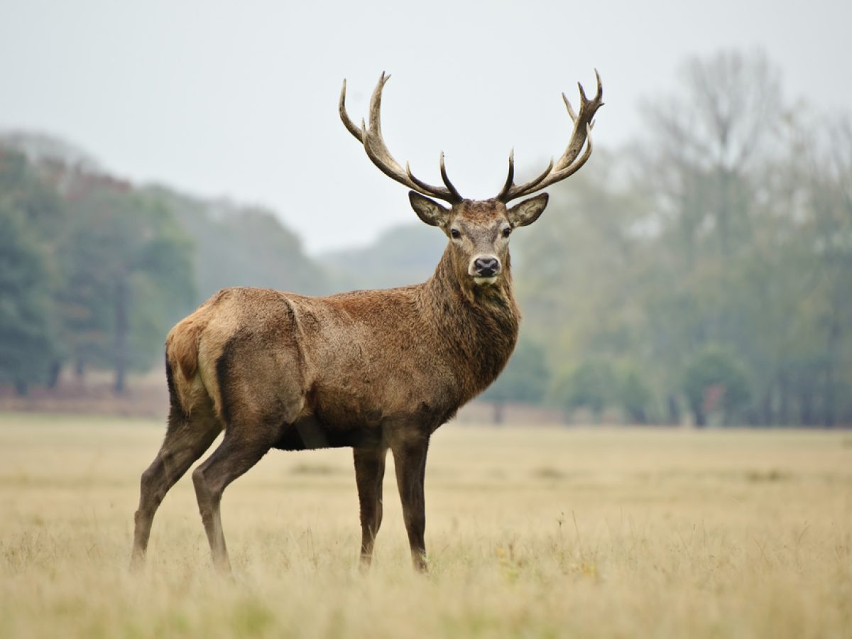 Portrait,Of,Majestic,Powerful,Adult,Red,Deer,Stag,In,Autumn